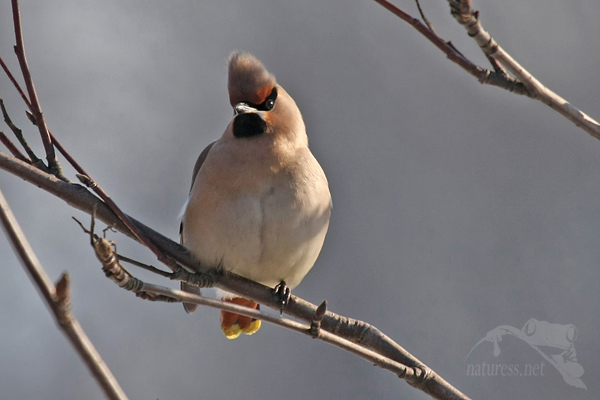 Brkoslav severn&iacute; (Bombycilla garrulus)