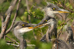 Hn&iacute;zděn&iacute; Volavky popelav&eacute; (Ardea cinerea)