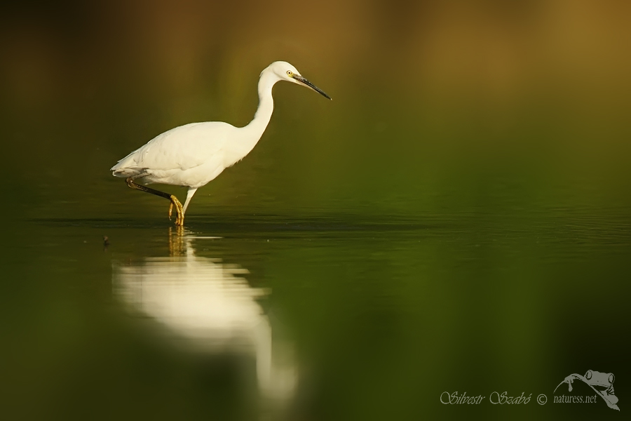 Volavka stř&iacute;břit&aacute; (Egretta garzetta) 