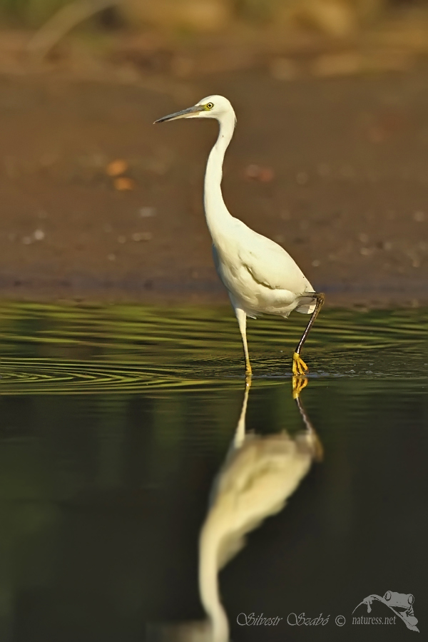 Volavka stř&iacute;břit&aacute; (Egretta garzetta) 