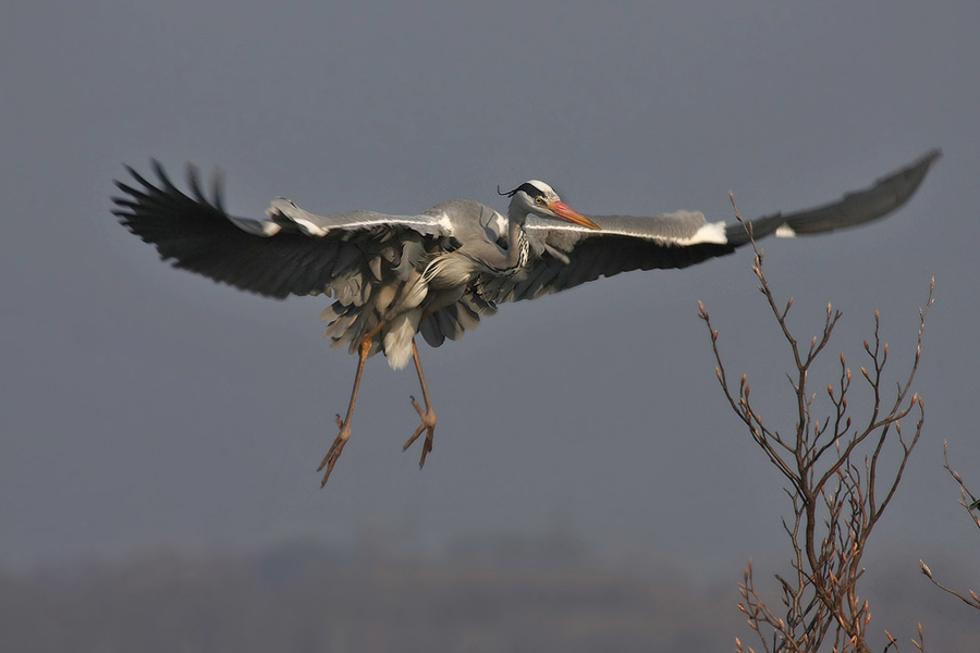 Volavka popelav&aacute; (Ardea cinerea)