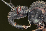Kousnut&iacute; Z&aacute;keřnic&iacute; (Platymeris biguttata)